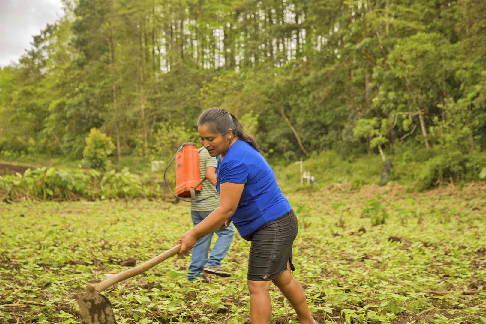 seguridad alimentaria